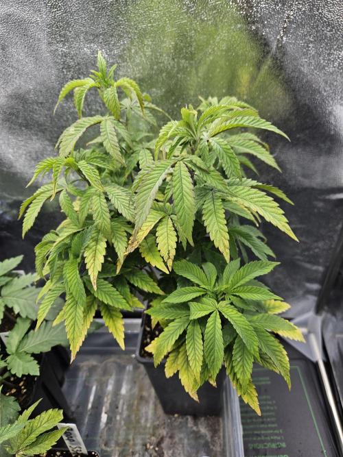 Slushberry Mintz - Outdoor vs Indoor. Week 7