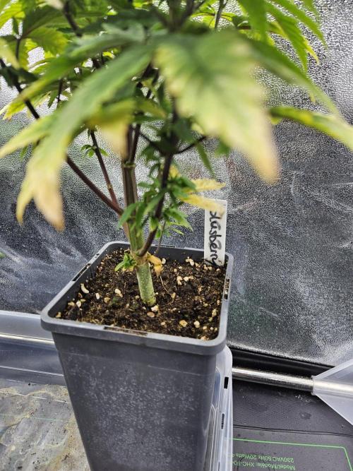 Slushberry Mintz - Outdoor vs Indoor. Week 7