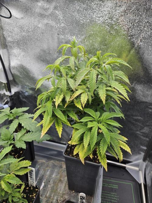 Slushberry Mintz - Outdoor vs Indoor. Week 7