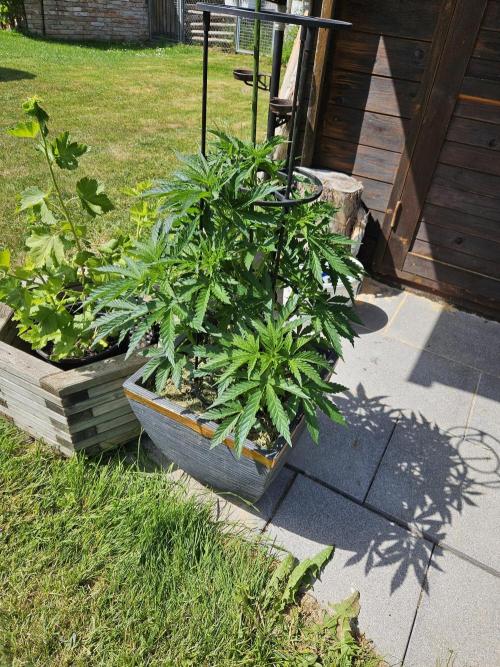 Slushberry Mintz - Outdoor vs Indoor. Week 7