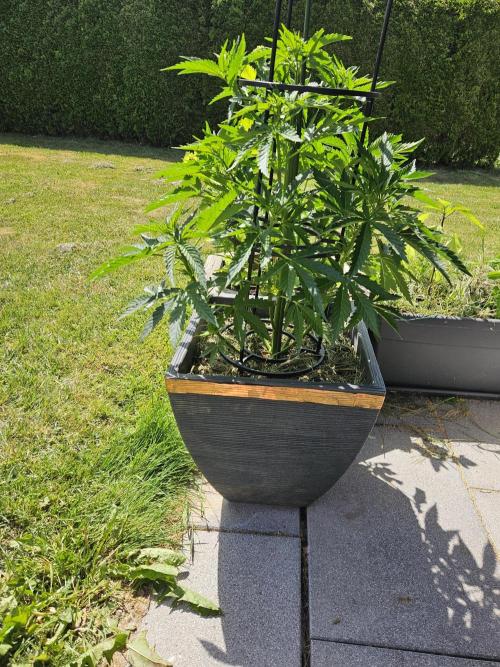 Slushberry Mintz - Outdoor vs Indoor. Week 7