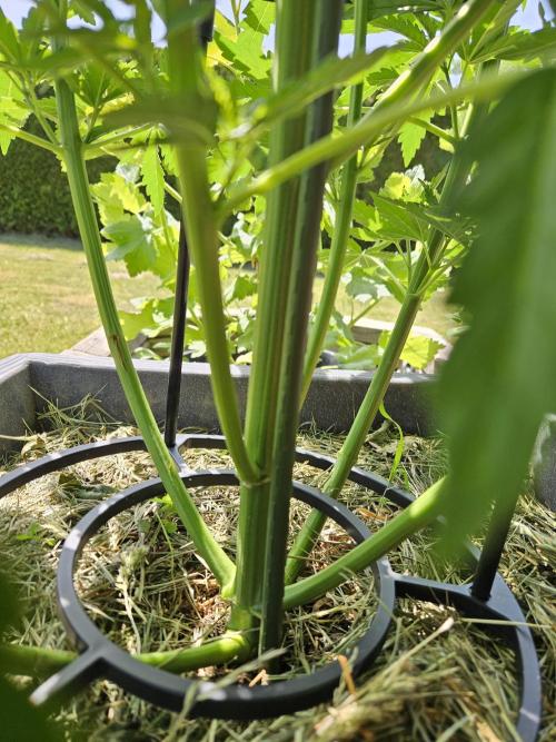 Slushberry Mintz - Outdoor vs Indoor. Week 7