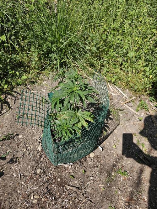 Forbidden Runtz Guerilla Grow. Week 7