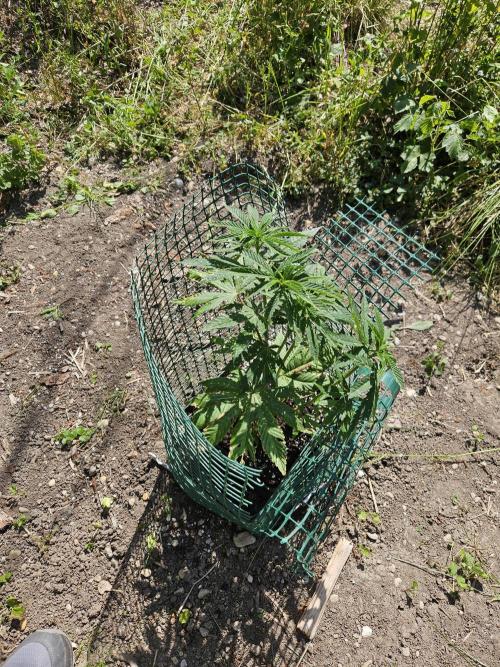 Forbidden Runtz Guerilla Grow. Week 7