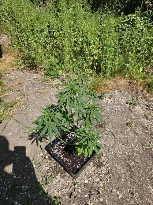 Hellfire OG - Guerilla Grow. Week 7