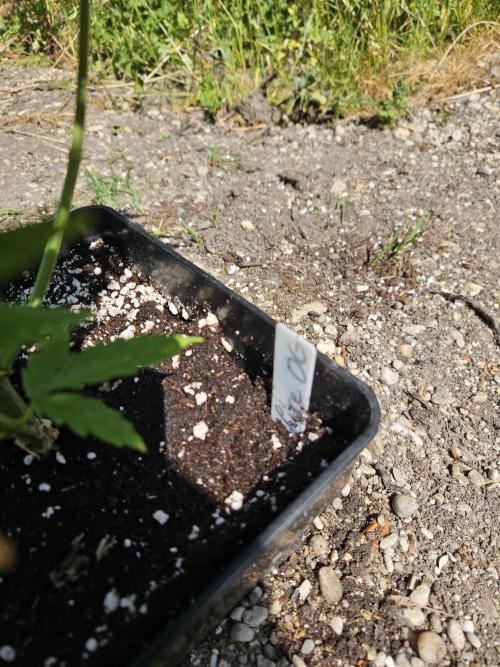 Hellfire OG - Guerilla Grow. Week 7