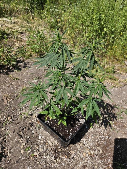 Hellfire OG - Guerilla Grow. Week 7