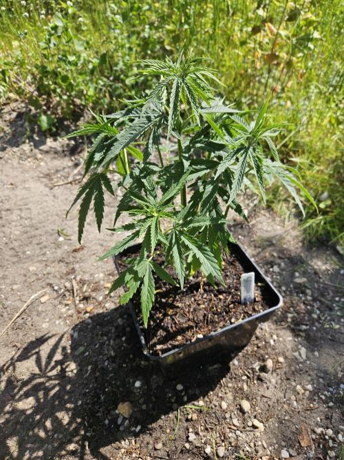 Strawberry Guawa - Guerilla Grow. Week 7