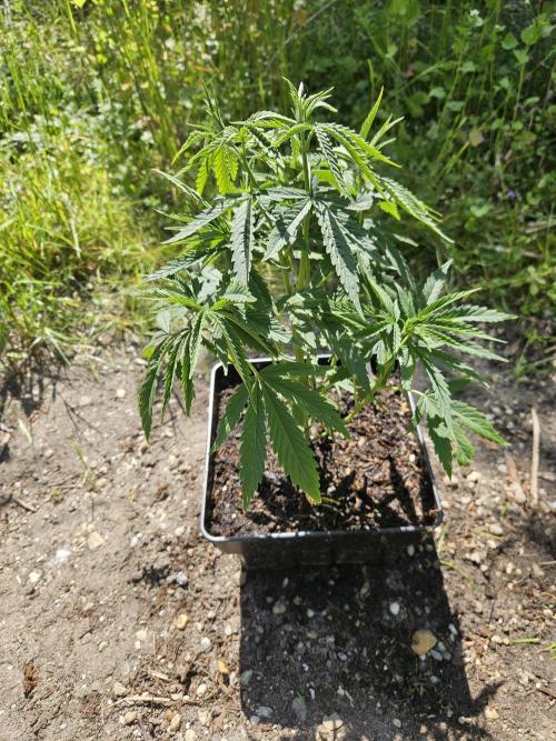 Strawberry Guawa - Guerilla Grow. Week 7
