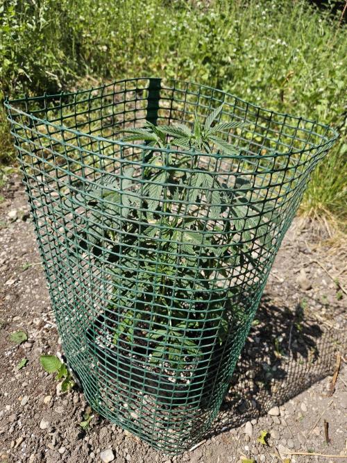 Strawberry Guawa - Guerilla Grow. Week 7