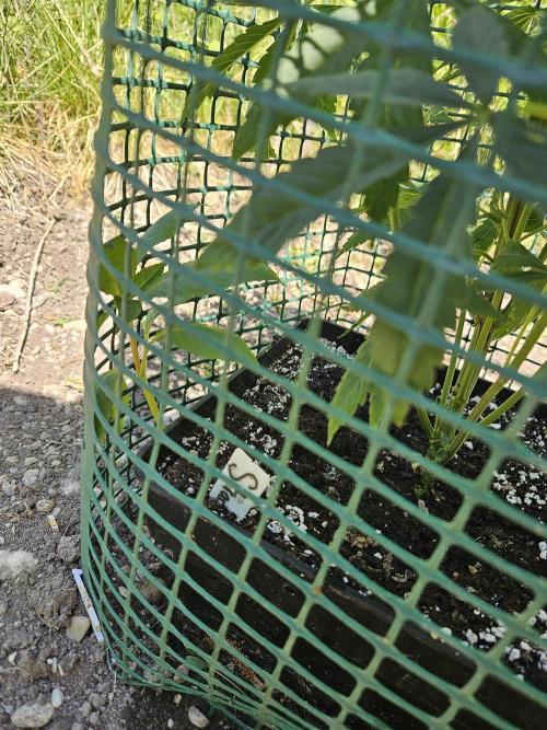 Strawberry Guawa - Guerilla Grow. Week 7
