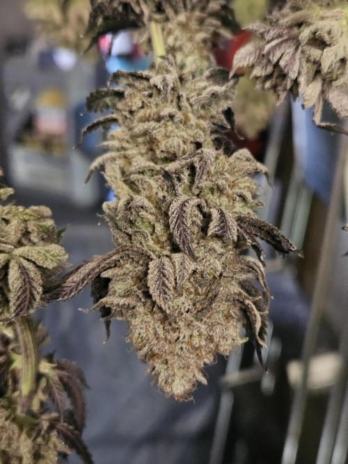 Honeycomp Pave - Compound - Winter Grow. Week 17