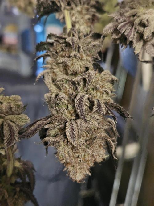 Honeycomp Pave - Compound - Winter Grow. Week 17