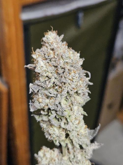 Honeycomp Pave - Compound - Winter Grow. Week 17