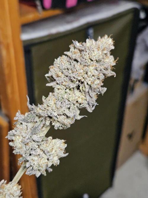Honeycomp Pave - Compound - Winter Grow. Week 17