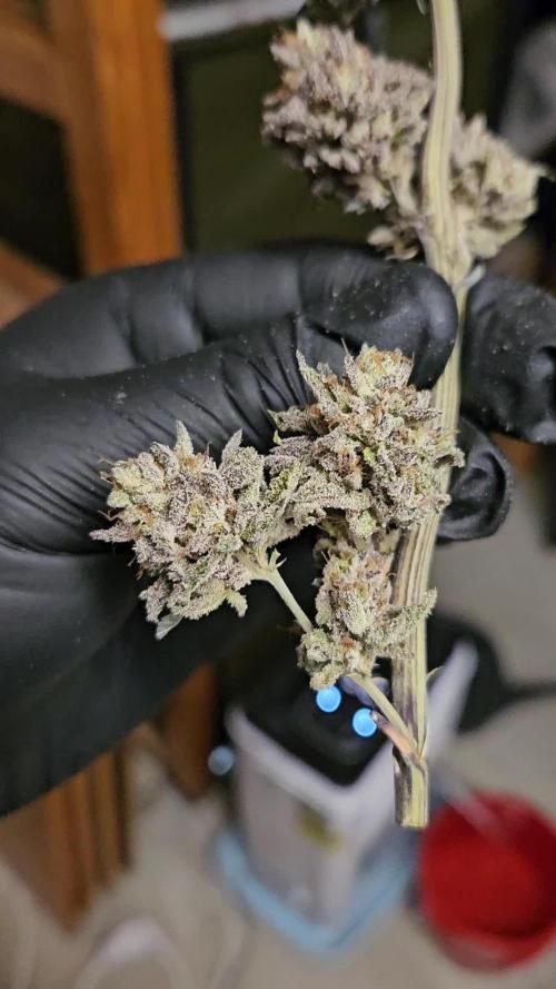 Honeycomp Pave - Compound - Winter Grow