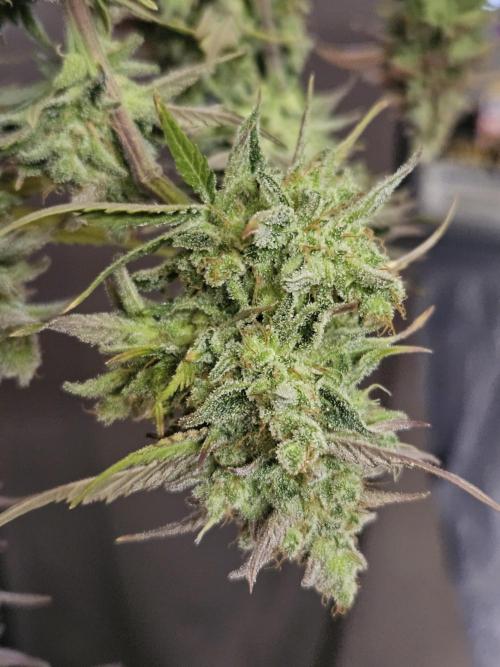 Gorilla Cookies Auto - Winter grow. Week 14