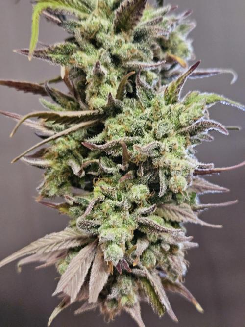 Gorilla Cookies Auto - Winter grow. Week 14