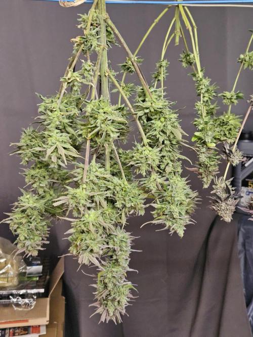 Gorilla Cookies Auto - Winter grow. Week 14