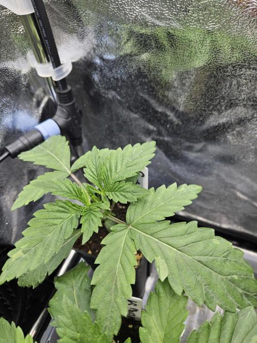 Gas Gimlet - Wizard Trees #3. Week 2