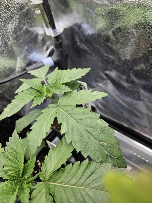 Gas Gimlet - Wizard Trees #3. Week 2