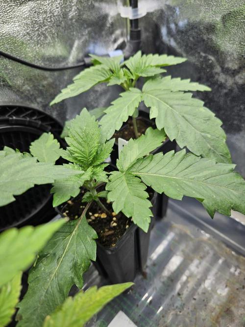 Geist Grow – Geist Grow OG S1. Week 2