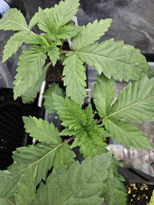 Geist Grow – Geist Grow OG S1. Week 2