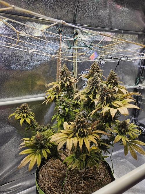 Cherry Dream - Kannabia - Winter Grow. Week 17