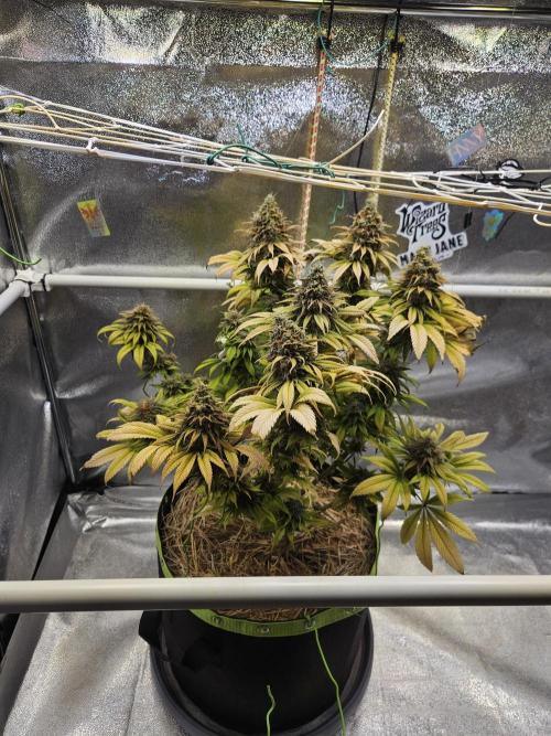 Cherry Dream - Kannabia - Winter Grow. Week 17