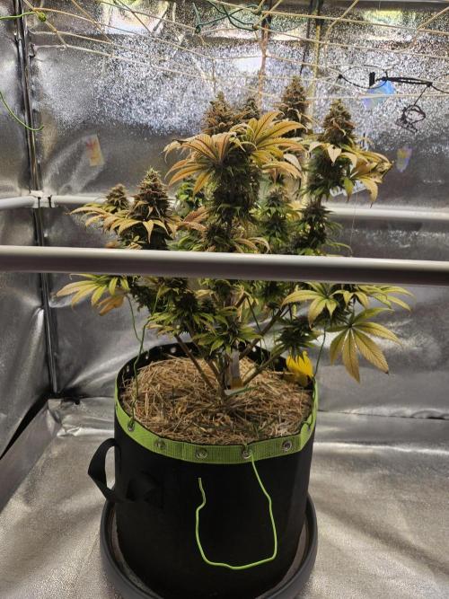 Cherry Dream - Kannabia - Winter Grow. Week 17