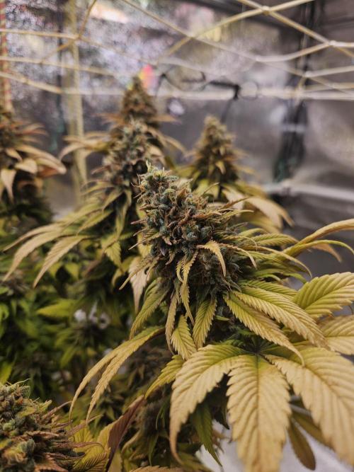 Cherry Dream - Kannabia - Winter Grow. Week 17