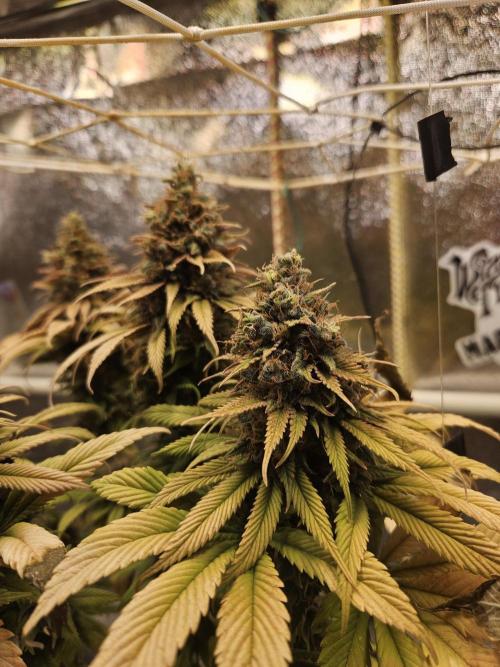 Cherry Dream - Kannabia - Winter Grow. Week 17