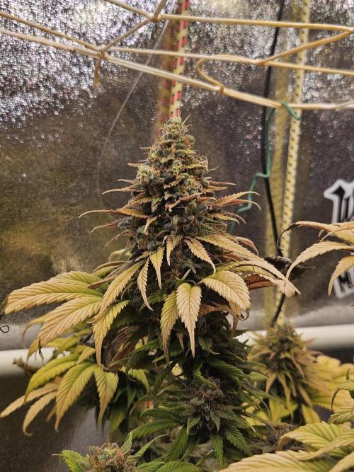 Cherry Dream - Kannabia - Winter Grow. Week 17
