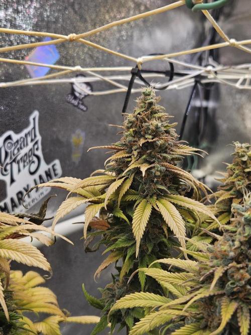 Cherry Dream - Kannabia - Winter Grow. Week 17