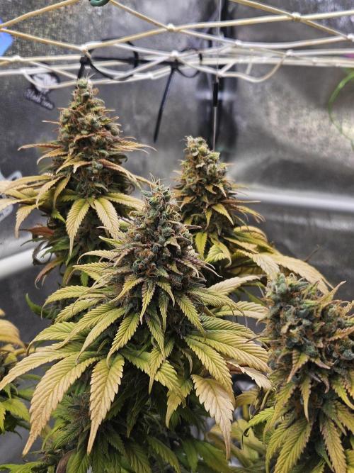 Cherry Dream. Week 17