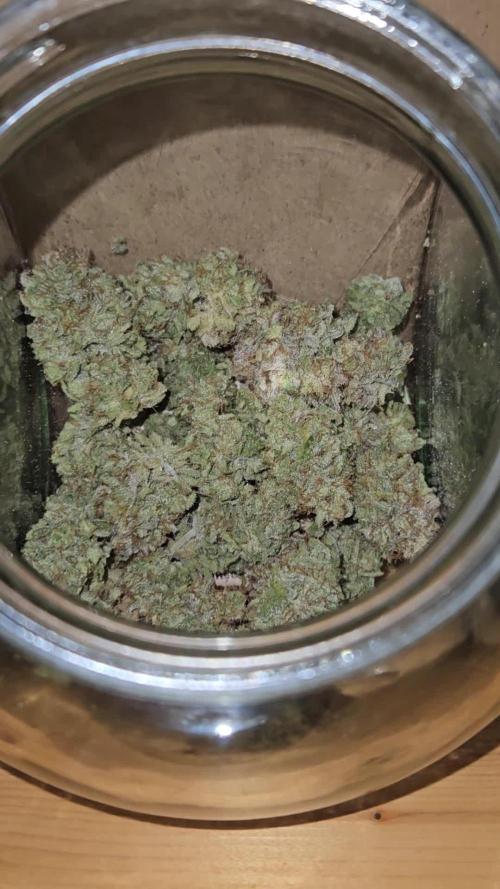 California Sour Diesel Auto Winter grow