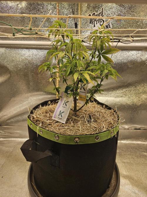 Slushberry Mintz - Outdoor vs Indoor. Week 8