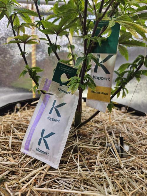 Slushberry Mintz - Outdoor vs Indoor. Week 8