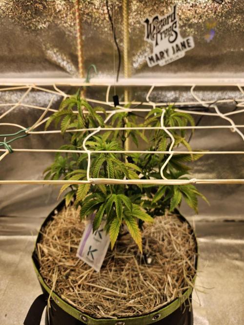 Slushberry Mintz - Outdoor vs Indoor. Week 8