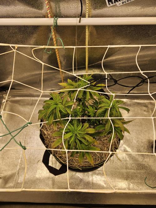 Slushberry Mintz - Outdoor vs Indoor. Week 8