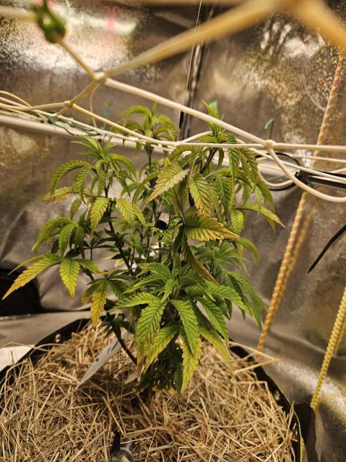Slushberry Mintz - Outdoor vs Indoor. Week 8