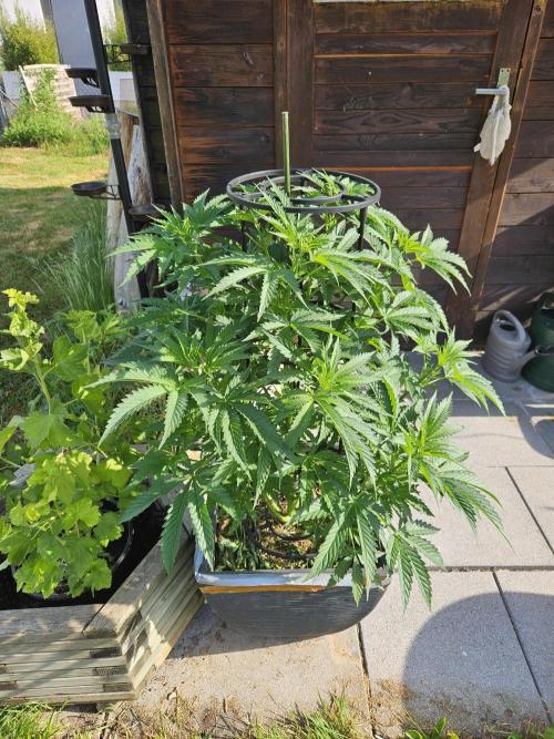 Slushberry Mintz - Outdoor vs Indoor. Week 8