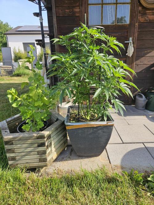 Slushberry Mintz - Outdoor vs Indoor. Week 8