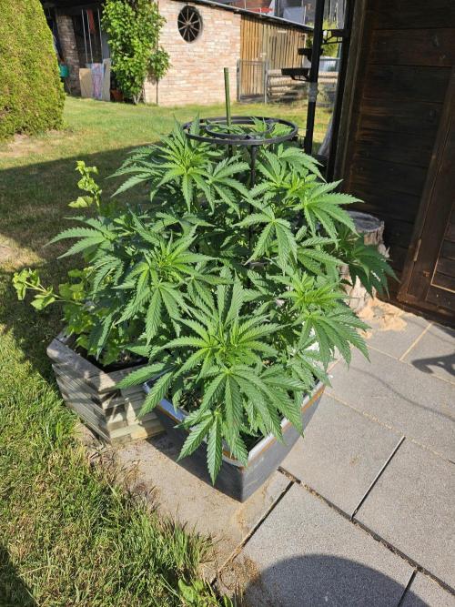 Slushberry Mintz - Outdoor vs Indoor. Week 8
