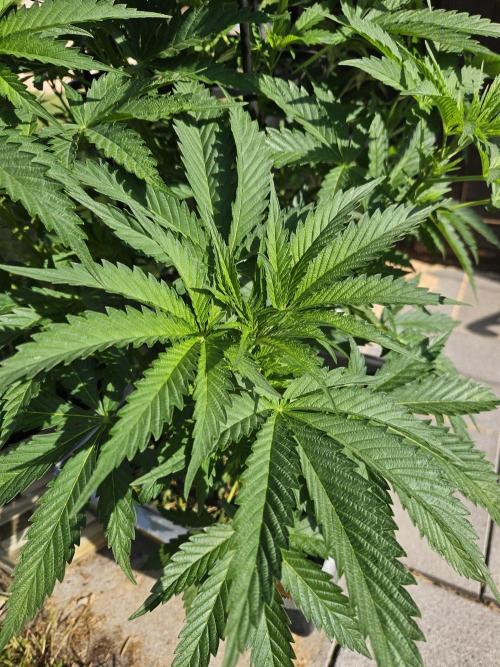 Slushberry Mintz - Outdoor vs Indoor. Week 8