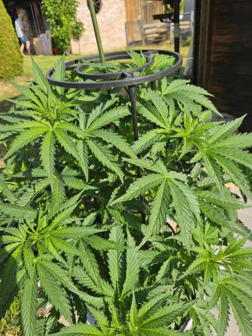 Slushberry Mintz - Outdoor vs Indoor. Week 8