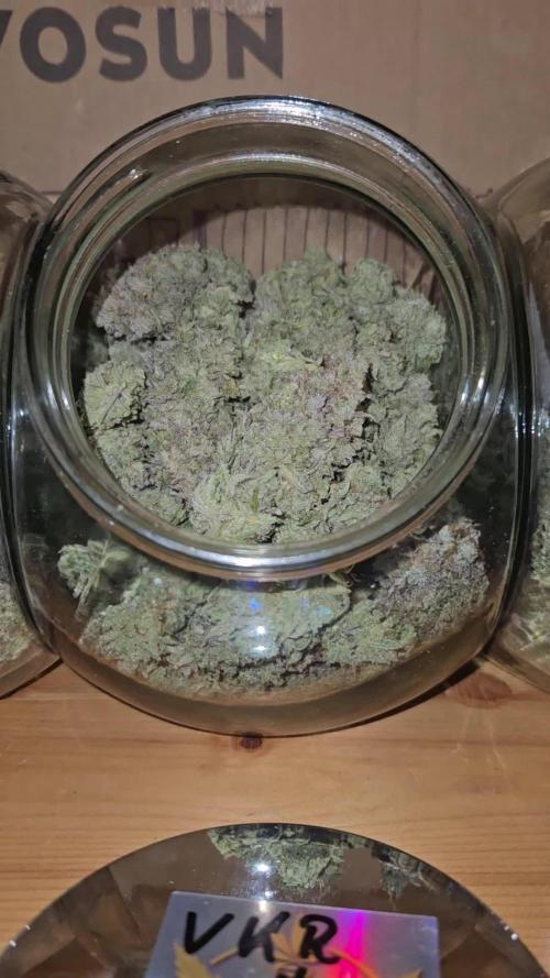 Velvet Kir Royal - HnnyHmp - Winter Grow