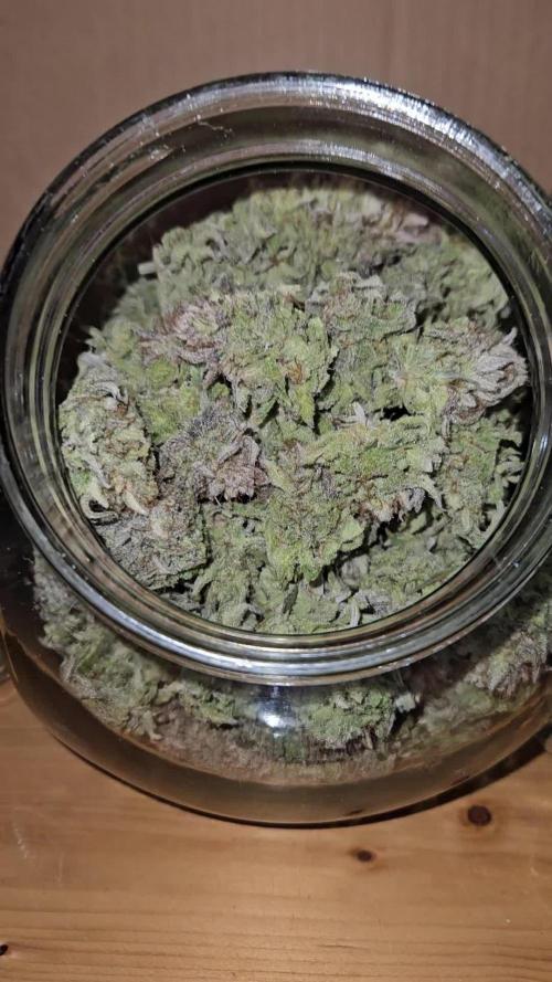 Hellfire OG - Kannabia - Winter Grow