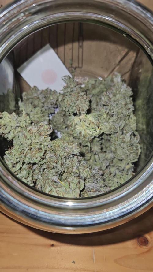 Gorilla Cookies Auto - Winter grow