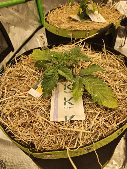 Geist Grow – Geist Grow OG S1. Week 3